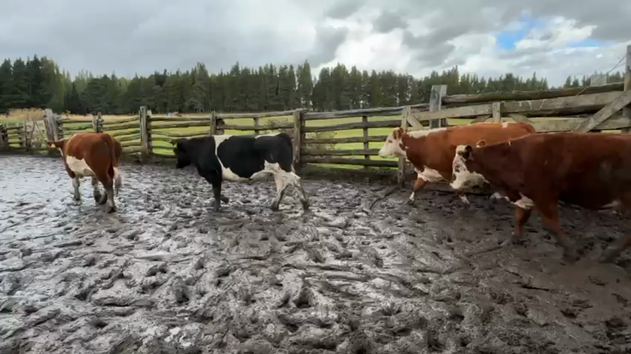 Lote 50 Novillo Engorda en Coyhaique, XI Región Aysén