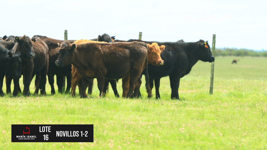 Lote 40 Novillos 1 - 2