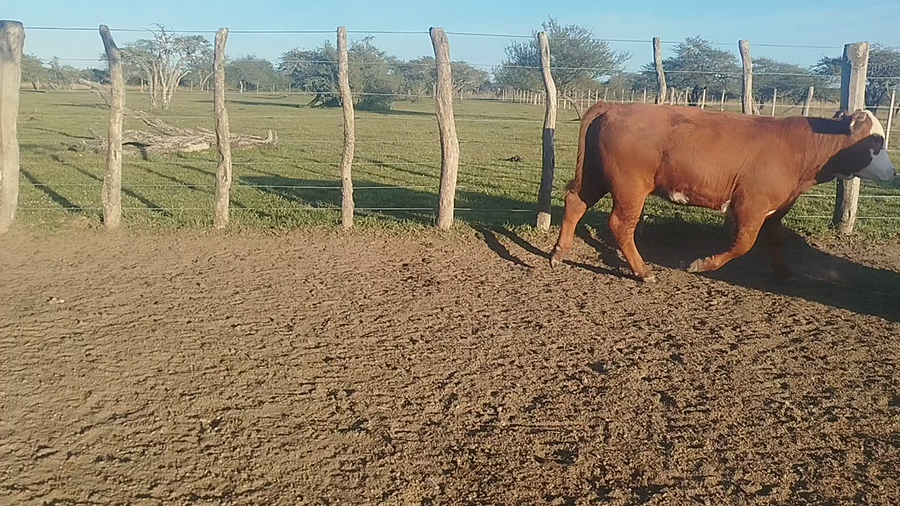 Lote 37 Terneras en Corrientes, Curuzú-Cuatiá
