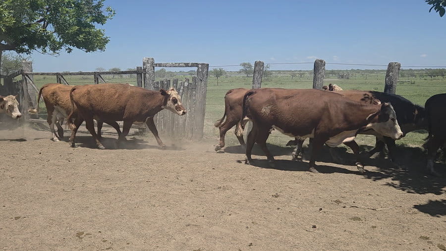 Lote 100 Vacas CUT preñadas en Entre Ríos, Los Conquistadores