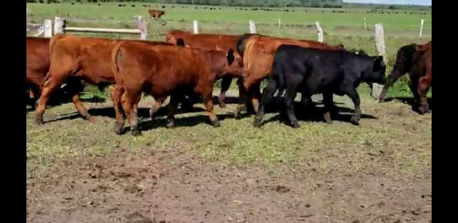 Lote 20 Terneros en Villaguay, Entre Ríos