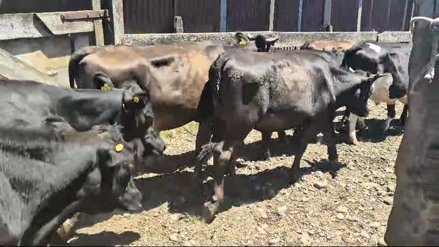Lote 33 Novillo Engorda en Mariquina, XIV Región Los Ríos
