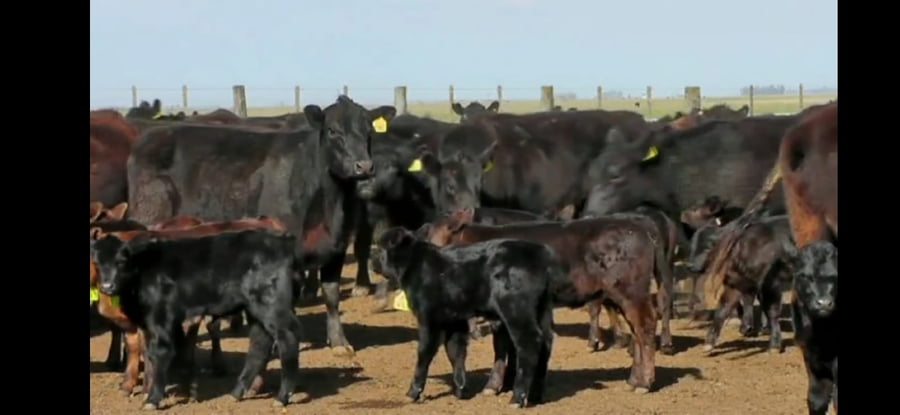 Lote 10 VAQ PC PARIDAS  DE CAMPAZU.  VAQUILLONAS DE 1° PARICION.