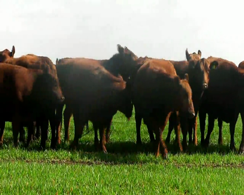 Lote VAQUILLONAS ANGUS NEG. INSEMINADA MAS