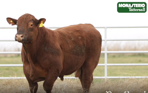 Lote TOROS GENERALES, CONTROLADOS Y REGISTRADOS