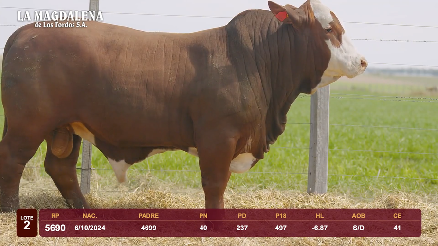Lote Lote 2 - Braford