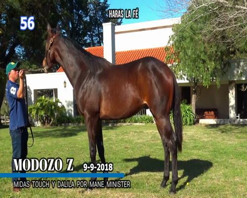 Lote MODOZO Z