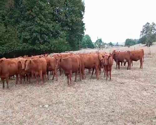 Lote 60 Vaquilla Engorda en X Región Los Lagos, Osorno