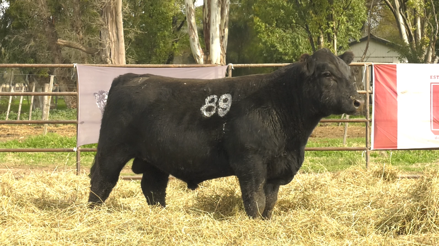 Lote TOROS ANGUS NEGROS  PC