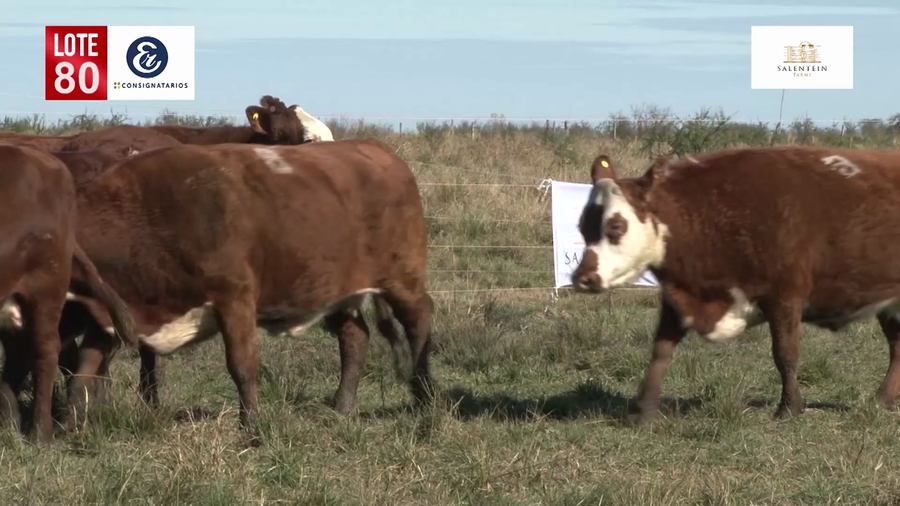 Lote Vacas Braford Generales-S´16/17/18 Parición Octubre/Noviembre 2022