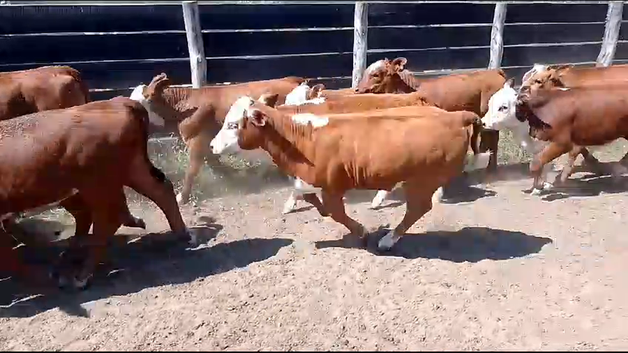 Lote 120 Terneros/as en Corrientes, Lavalle