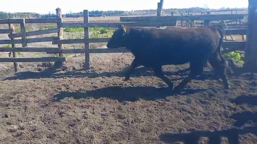 Lote 20 Novillo Gordo en Cabrero, VIII Región Biobío