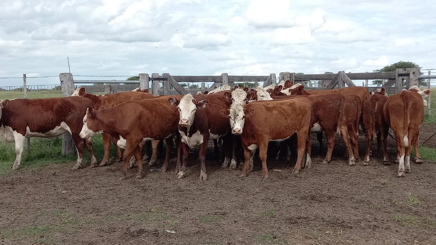 Lote SAENZ VALIENTE, BULLRICH Y Cia. S.A.