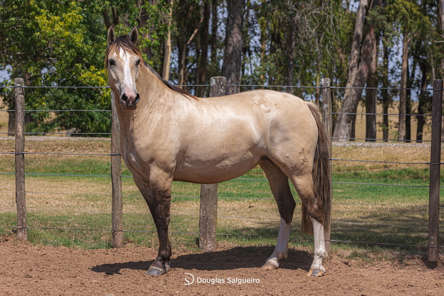 Lote NENA DE LA COLINA