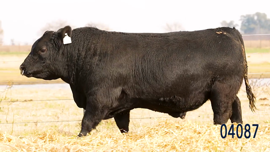 Lote Toro
