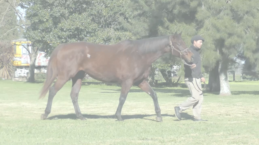 Lote FORTY'S TOP ONE (TIZNOW  -  FORTY MARINESCA)