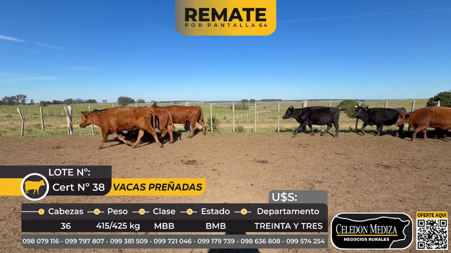 Lote 36 Vacas preñadas en  Cuchilla de Dionisio a 15 km de Treinta y Tres