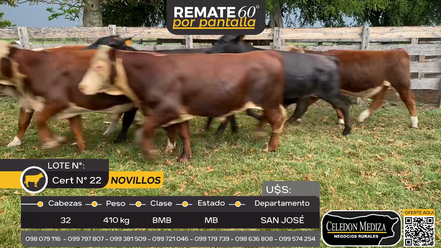 Lote 32 Novillos en San José , San José