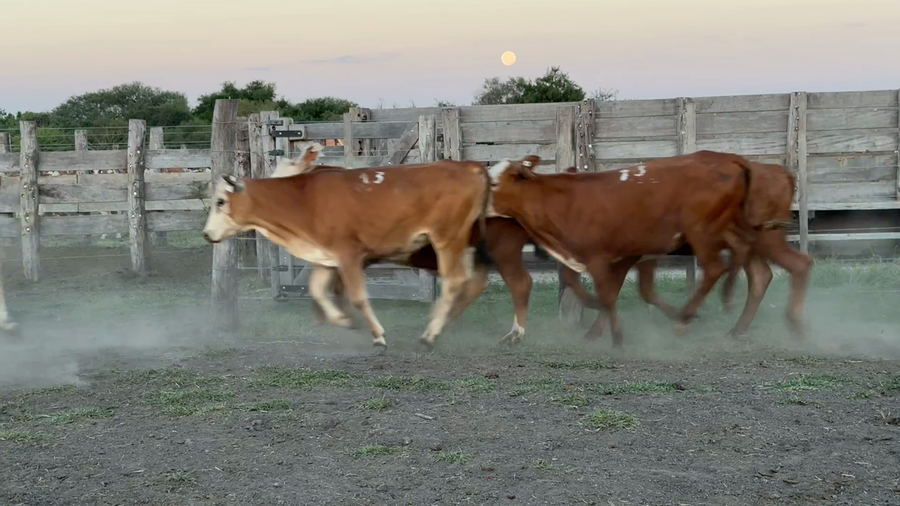 Lote 103 Terneros en Corrientes, Sauce