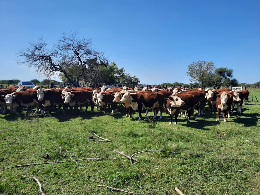Lote SAENZ VALIENTE, BULLRICH Y Cia. S.A.