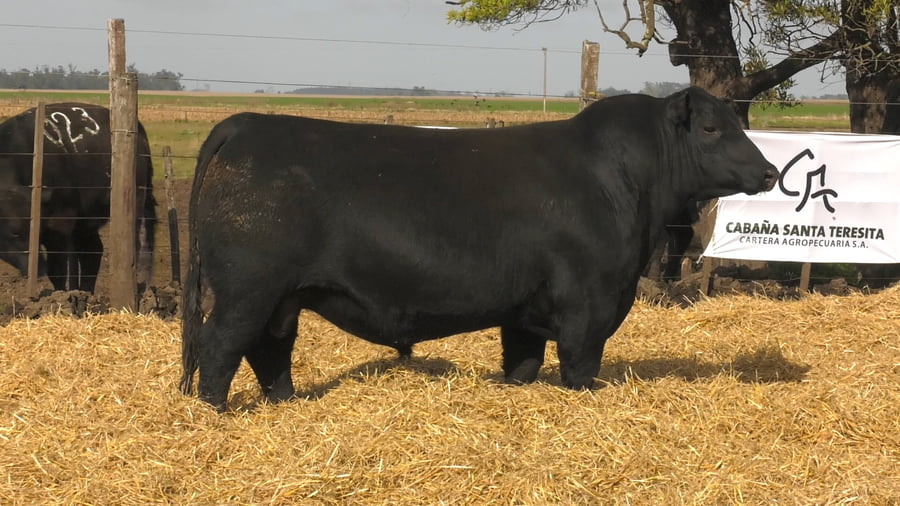 Lote Toros PC Negro