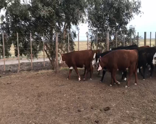 Lote 30 Vaquillonas en Intendente Alvear, La Pampa