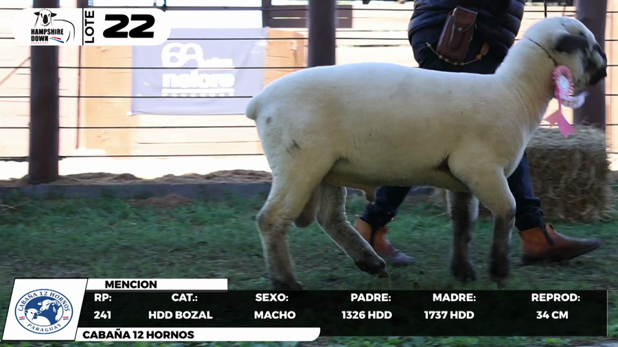 Lote LOTE 22- BOZAL