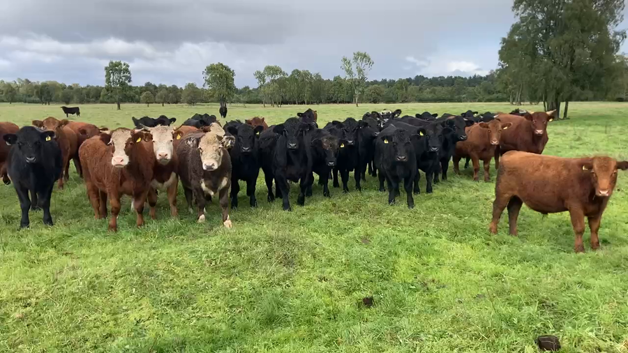 Lote 53 Novillo Engorda en Puerto Varas, X Región Los Lagos