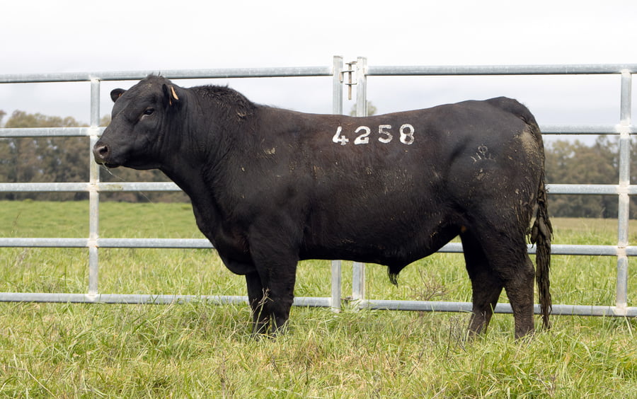 Lote ABERDEEN ANGUS SA - Angus NEGROS