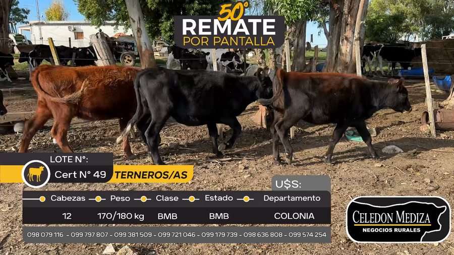 Lote 12 Terneros y Terneras en Paso Antolín, Colonia