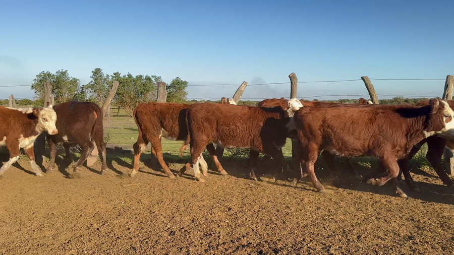 Lote 80 Terneros/as en Corrientes, Mercedes