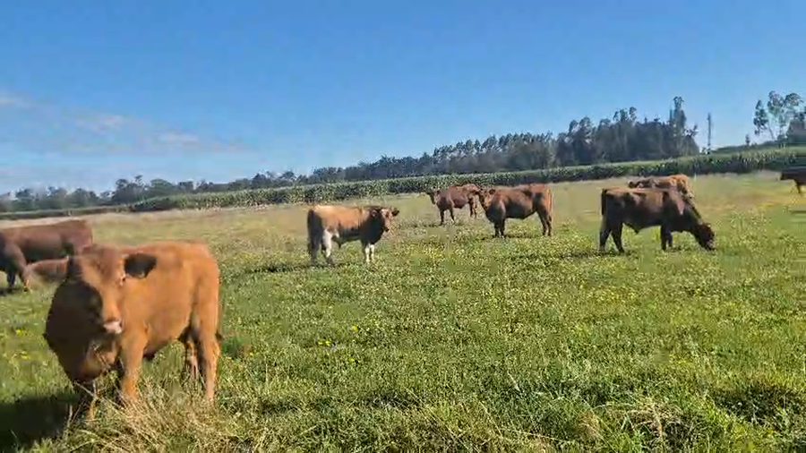 Lote 50 Novillo Engorda en Vilcún, IX Región Araucanía