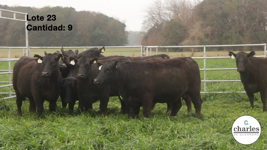 Lote Vaquillonas Negras M.A.S Paricion Primavera