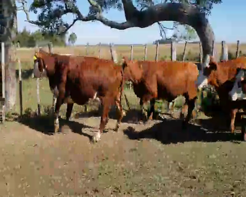 Lote 15 Vacas CUT  en Ituzaingó, Corrientes