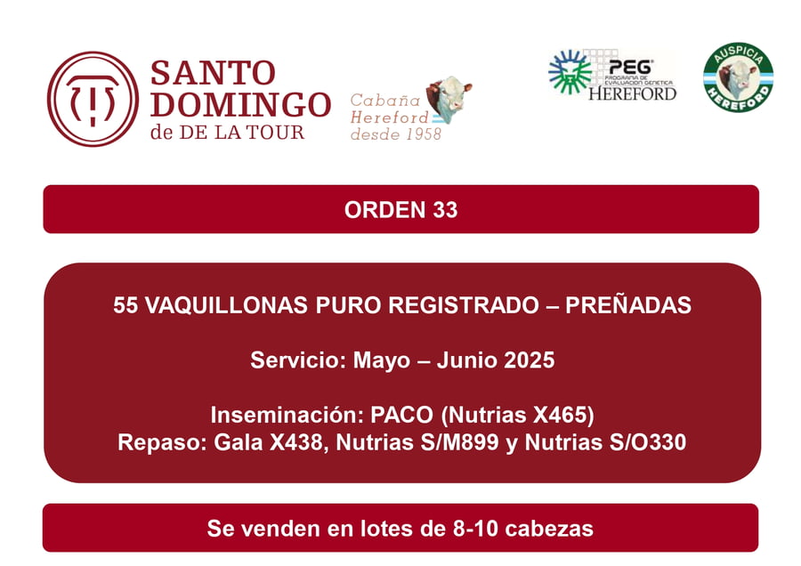 Lote VAQUILLONAS PR PREÑADAS PARICIÓN OTOÑO 2026 - SANTO DOMINGO