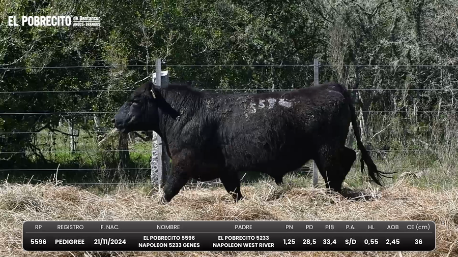 Lote Toros Angus