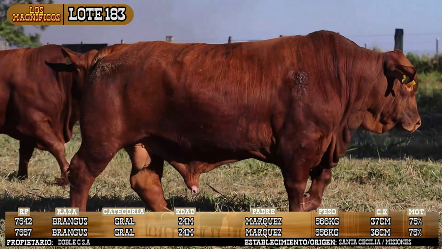 Lote LOTE 183 - VIVO