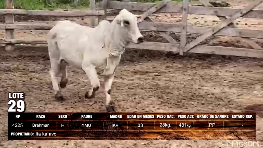 Lote Brahman