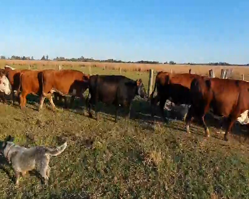 Lote 31 Vacas en Concepción, Corrientes
