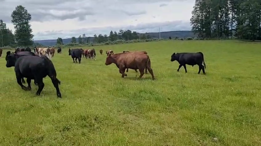 Lote 50 Novillo Engorda en Fresia, X Región Los Lagos