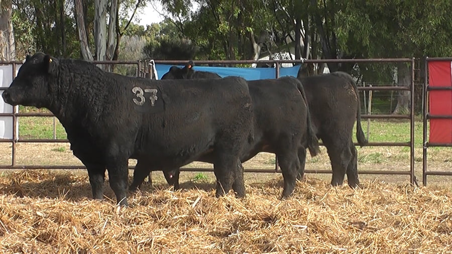 Lote TOROS ANGUS NEGROS PC
