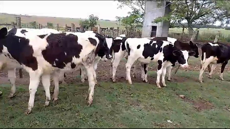 Lote (Vendido)10 Terneros Holando a remate en Pantalla Camy en San Gregorio