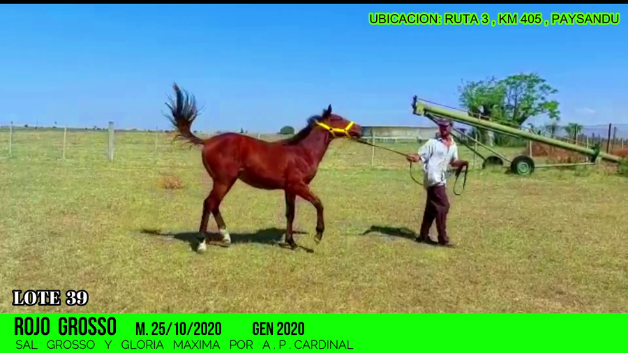 Lote ROJO GROSSO