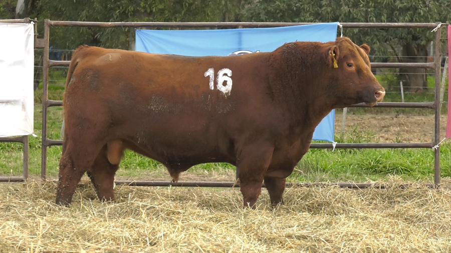 Lote TOROS ANGUS COLORADOS  PC