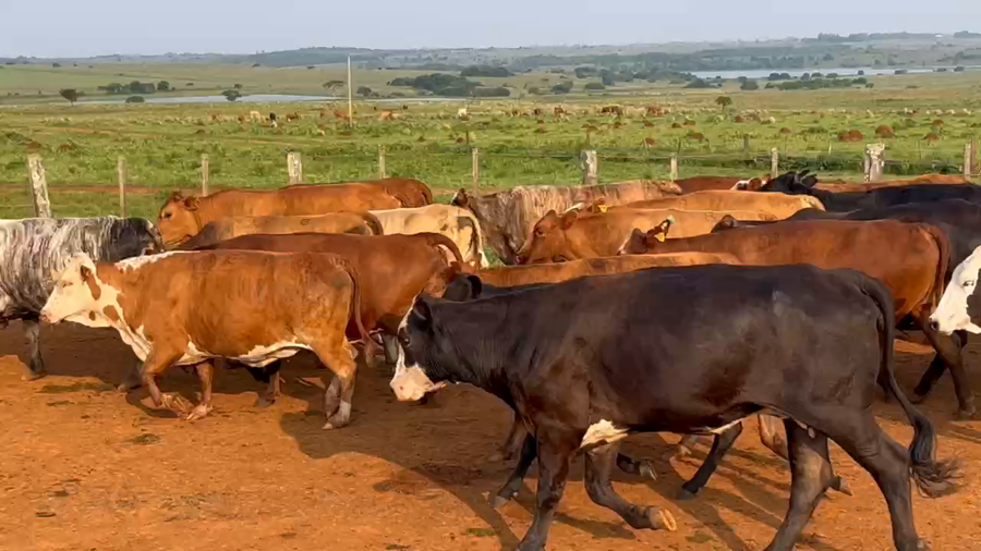 Lote 160 Vaquillonas en Ituzaingó, Corrientes