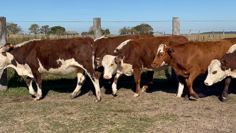 Lote 104 Terneros/as en Corrientes, Mariano I. Loza