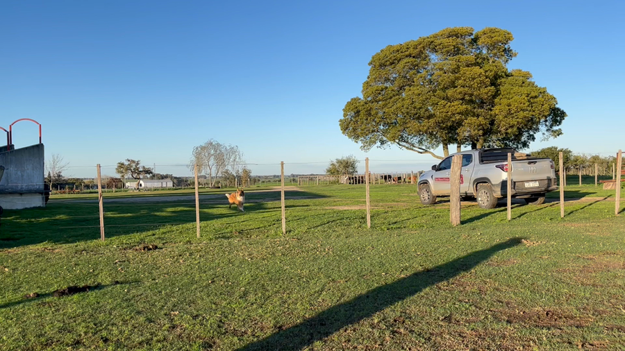 Lote VAQUILLONAS 1 a 2 AÑOS