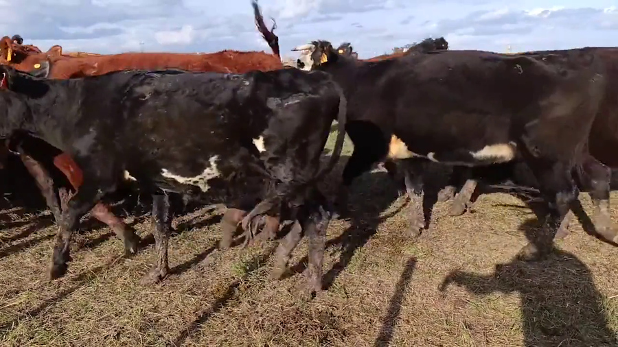 Lote 84 Vientres Preñados