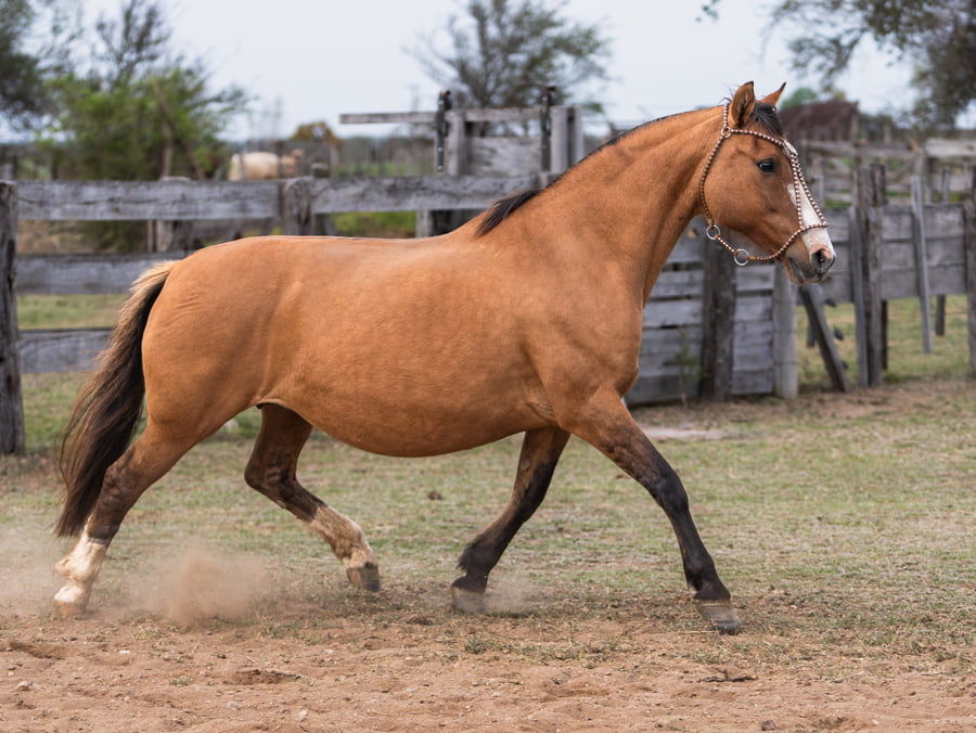 Lote VILCUN CARCHAPAYA
