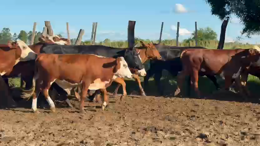 Lote 124 Novillos